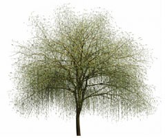 The Willow Tree 