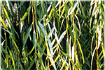 willows gone to seed 