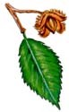beech