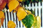 birch