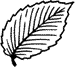 elm 
