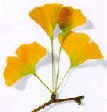 gingko