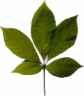 horse chestnut
