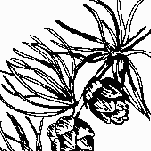 larch