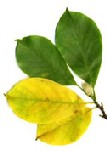 magnolia 