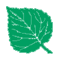 poplar
