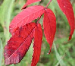 sumac