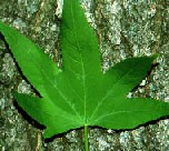 sweetgum
