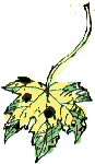 sycamore