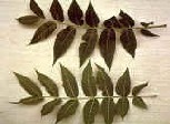 walnut