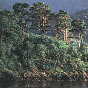 Scottish Hillside
