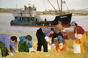 people gathering Kelp on the shore of an island to be shippped to the mainland