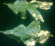 Sudden Oak Death