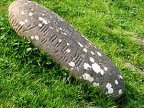 a rock with Ogham in Ireland
