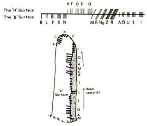 Ogham Chart and example