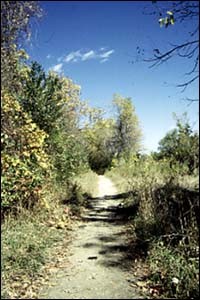 a path cutting through the upper arb near the Druid's Den at Carleton