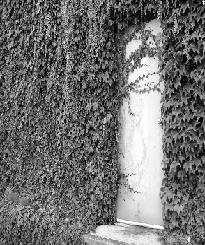 A door below the ivy