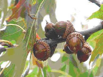 Acorns on the branch