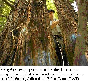 Craig Blencowe, a professional forester, takes a core sample from a stand of redwoods near the Garcia River near Mendocino, California.(Robert Durell / LAT)