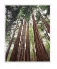 Redwoods