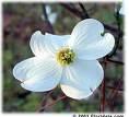 Dogwood grove 