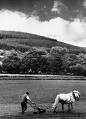 Old Irish Farmer in County Meath in 1961