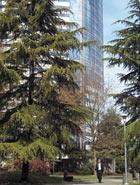 Urban Pinetree