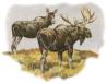 Moose Breechcloth