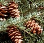 hemlock
