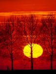 Sunset oaks