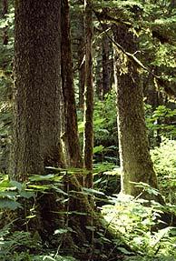 Sudden Oak Death