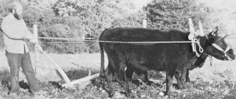 an ard in use
