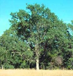 California Oak