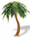 Palm