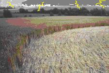  Tree is gone, leaving only a circle of flattened corn.  