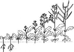Growth