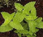 Catnip