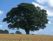 California Oak
