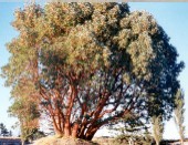 Tree of Life