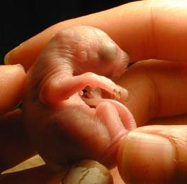 Baby Squirrels