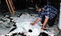 Salting down the hide