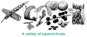 Squirrels