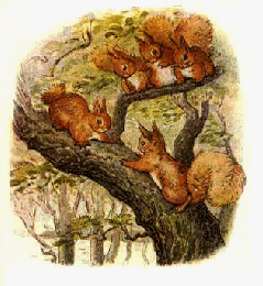 Red Squirrels