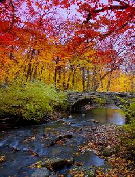 Trees of the Fall