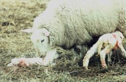 Lambing Season