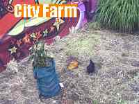 chicken lives here