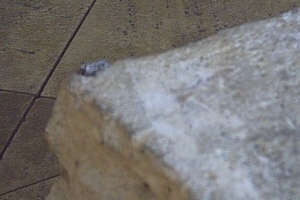 moth