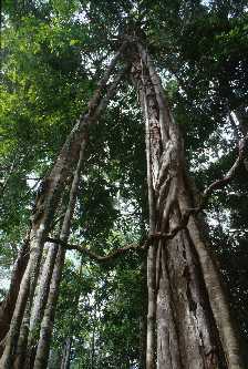 Ficus stricta, Sarawak