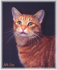 Hi! My name is Milo - Welcome to my web page