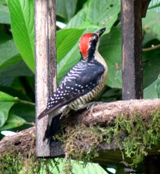 Black-cheeked Woodpecker